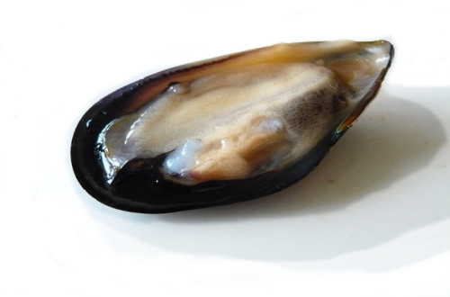 cozze